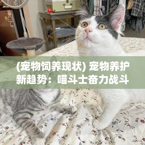 (宠物饲养现状) 宠物养护新趋势：喵斗士奋力战斗益智健康—探究解锁猫咪潜能的秘诀